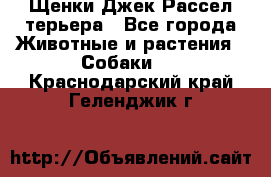 Щенки Джек Рассел терьера - Все города Животные и растения » Собаки   . Краснодарский край,Геленджик г.